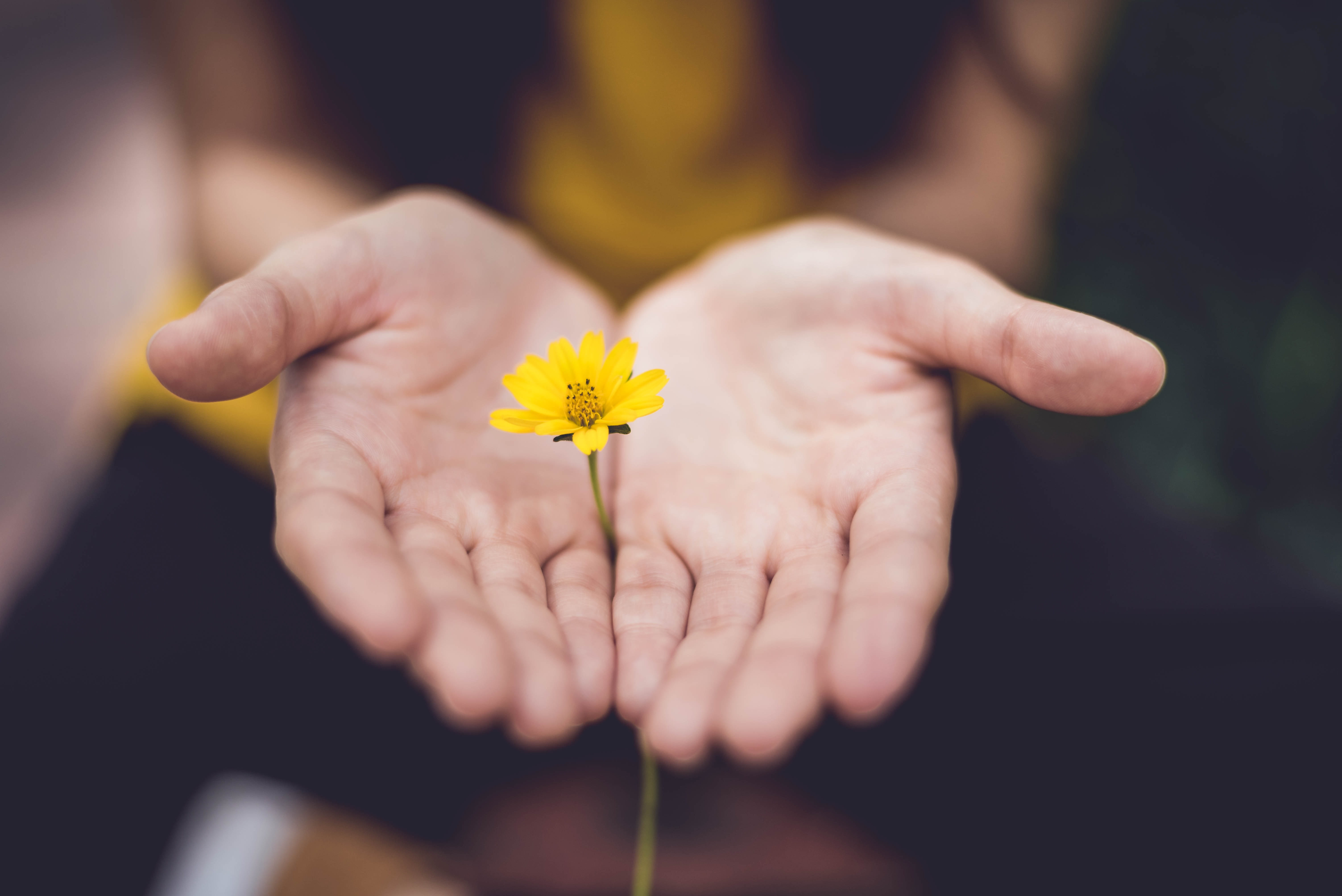 Two hands holding a yellow flower.